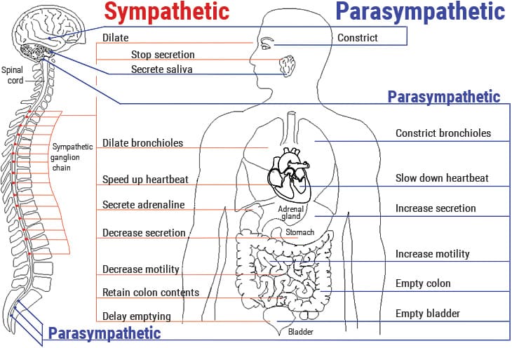 Heart Brain Communication