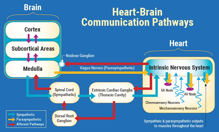 Heart Brain Communication